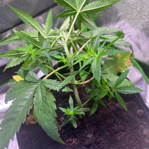 AK-420 #2 growlog timeline photo