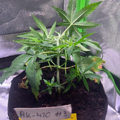AK-420 #2 growlog timeline photo