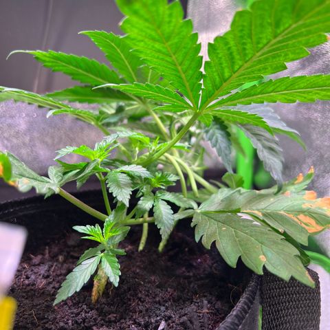 AK-420 #2 growlog timeline photo