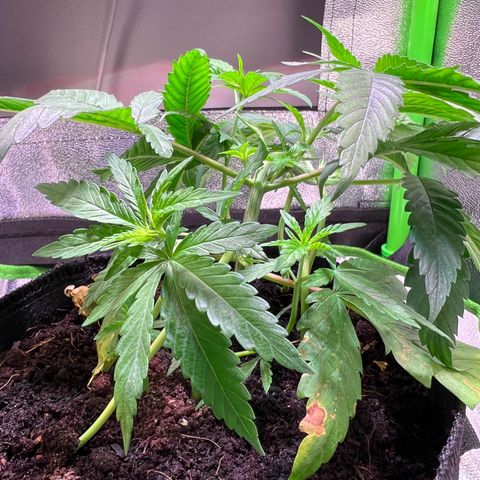 AK-420 #3 growlog timeline photo