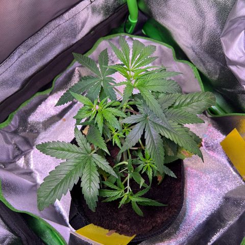 AK-420 #3 growlog timeline photo