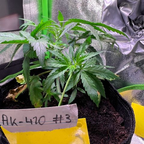 AK-420 #3 growlog timeline photo