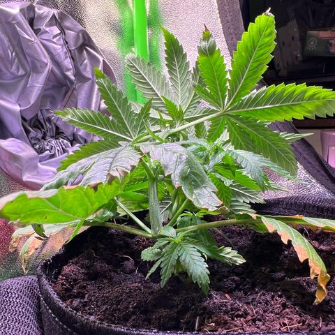 AK-420 #1 growlog timeline photo
