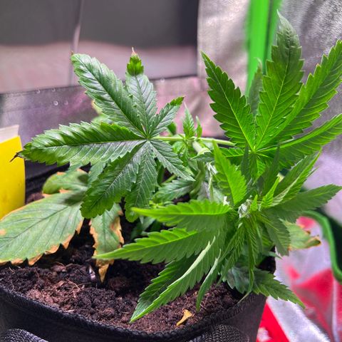 AK-420 #1 growlog timeline photo