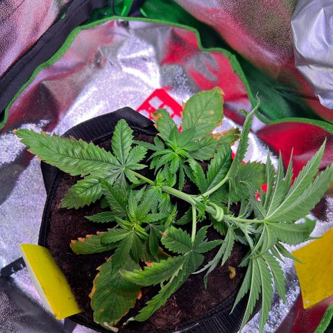 AK-420 #1 growlog timeline photo