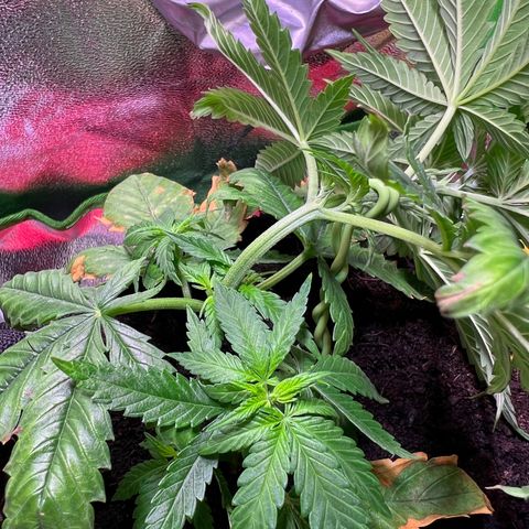 AK-420 #1 growlog timeline photo