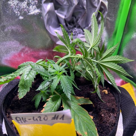 AK-420 #1 growlog timeline photo