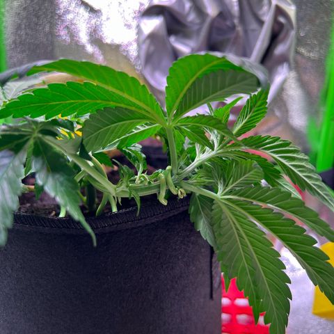 AK-420 #2 growlog timeline photo