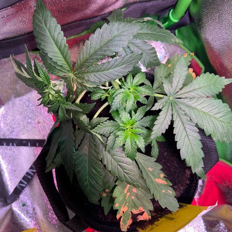 AK-420 #2 growlog timeline photo