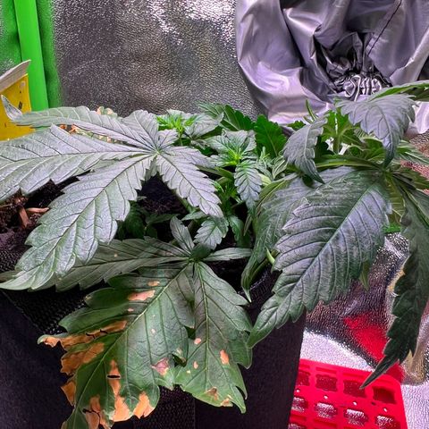 AK-420 #2 growlog timeline photo