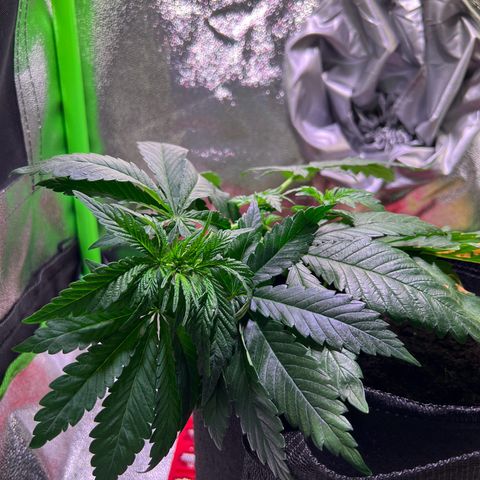 AK-420 #2 growlog timeline photo