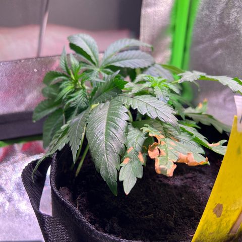 AK-420 #2 growlog timeline photo