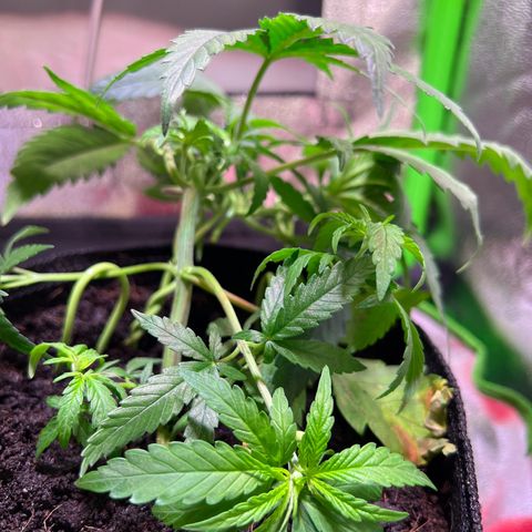 AK-420 #3 growlog timeline photo