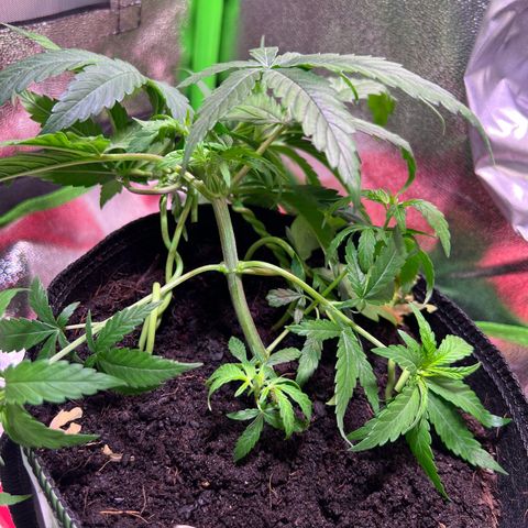AK-420 #3 growlog timeline photo