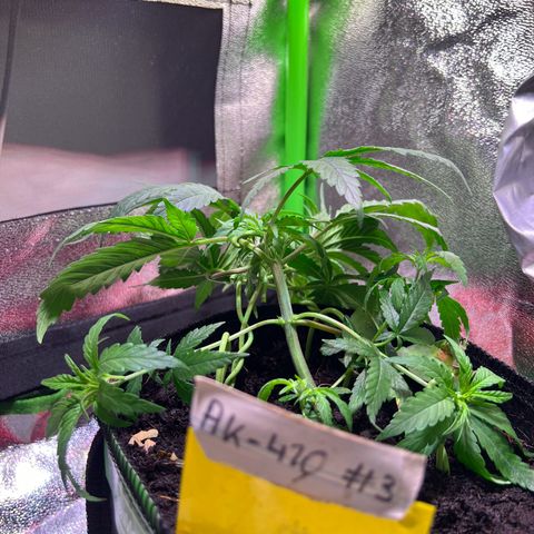 AK-420 #3 growlog timeline photo