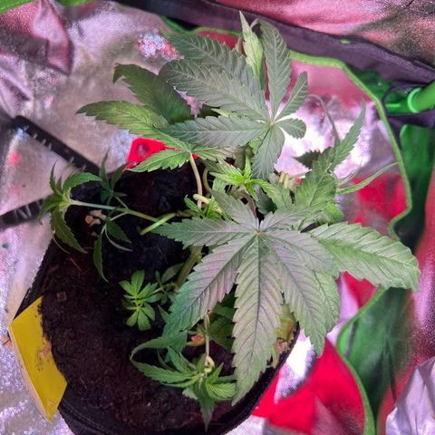 AK-420 #3 growlog timeline photo