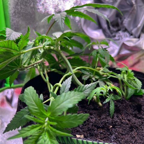 AK-420 #3 growlog timeline photo