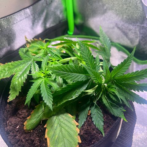 AK-420 #1 growlog timeline photo
