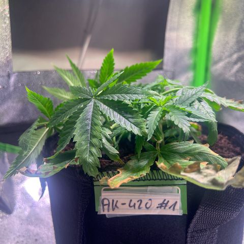 AK-420 #1 growlog timeline photo