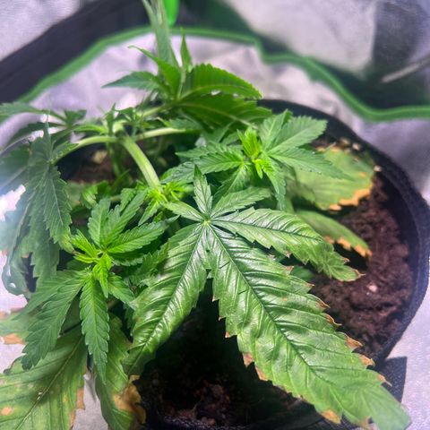 AK-420 #1 growlog timeline photo