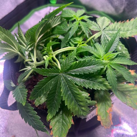 AK-420 #1 growlog timeline photo