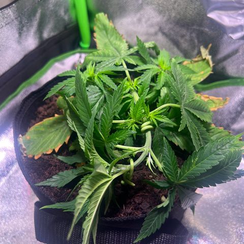 AK-420 #1 growlog timeline photo