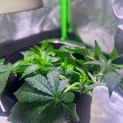AK-420 #2 growlog timeline photo