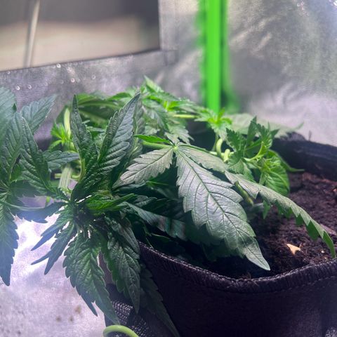 AK-420 #2 growlog timeline photo