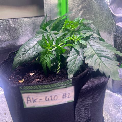 AK-420 #2 growlog timeline photo