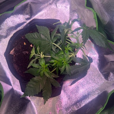 AK-420 #2 growlog timeline photo