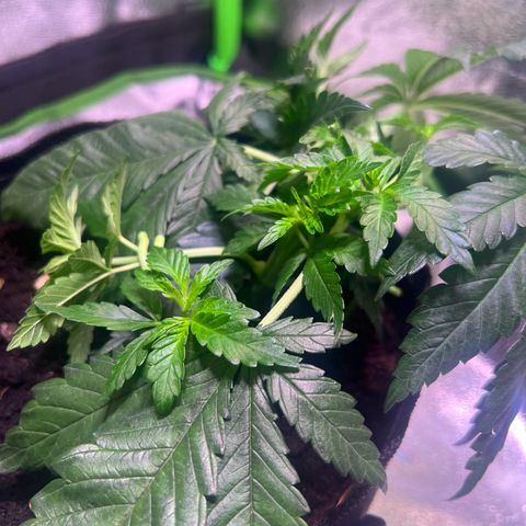 AK-420 #2 growlog timeline photo