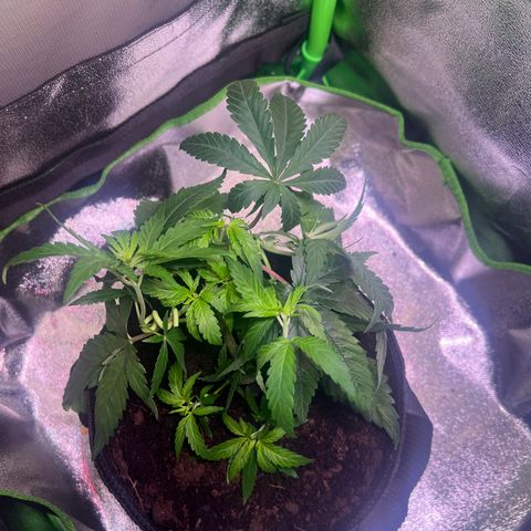 AK-420 #3 growlog timeline photo