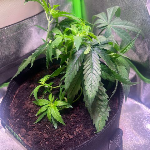 AK-420 #3 growlog timeline photo