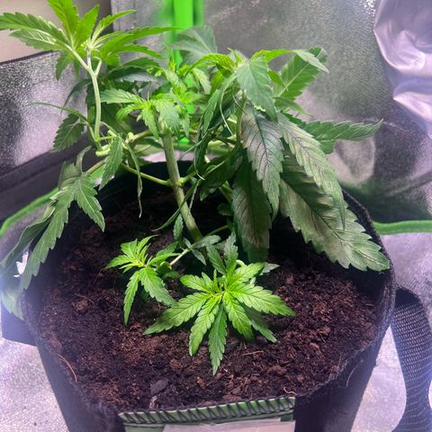 AK-420 #3 growlog timeline photo