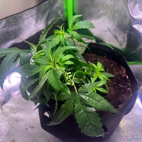 AK-420 #3 growlog timeline photo
