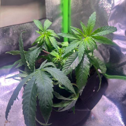 AK-420 #3 growlog timeline photo