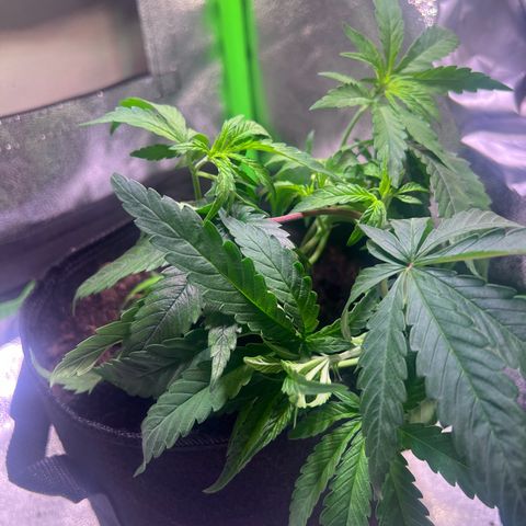 AK-420 #3 growlog timeline photo