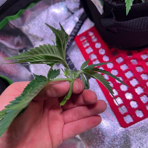 AK-420 #1 growlog timeline photo