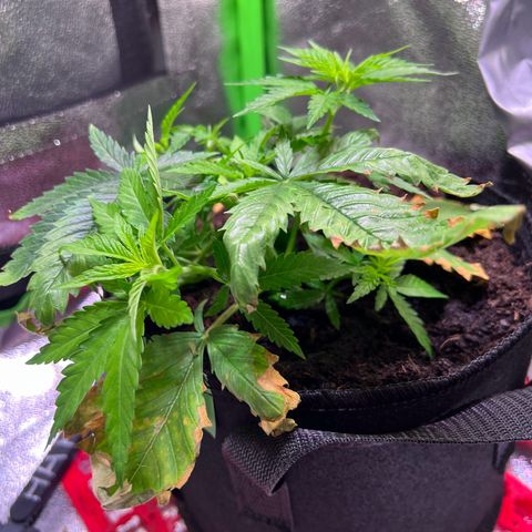 AK-420 #1 growlog timeline photo