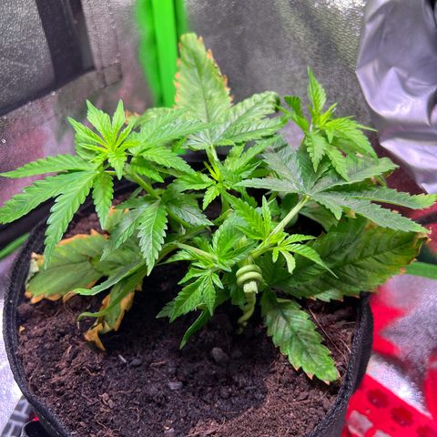 AK-420 #1 growlog timeline photo