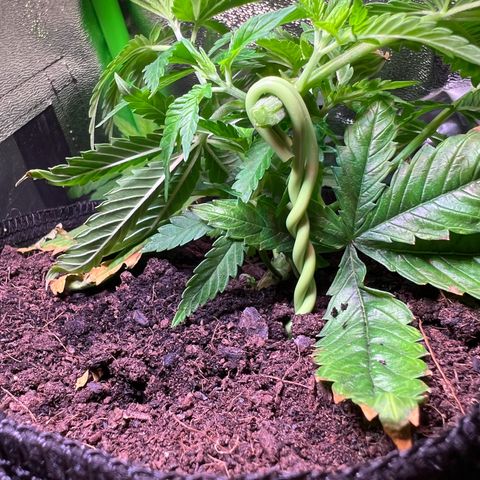 AK-420 #1 growlog timeline photo