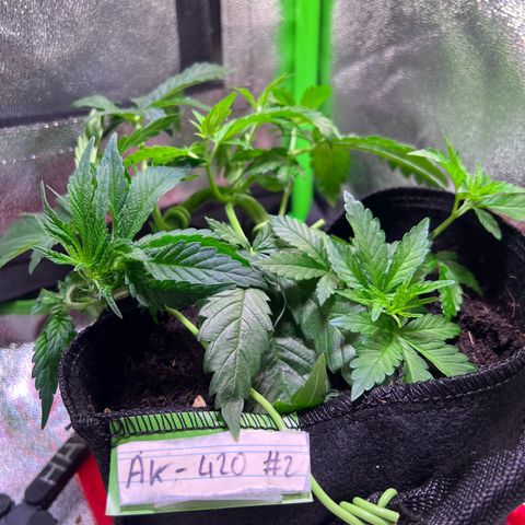 AK-420 #2 growlog timeline photo