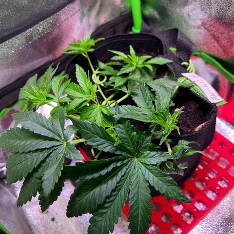 AK-420 #2 growlog timeline photo