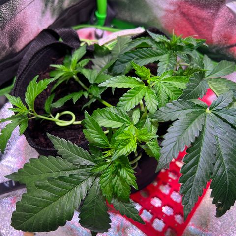 AK-420 #2 growlog timeline photo