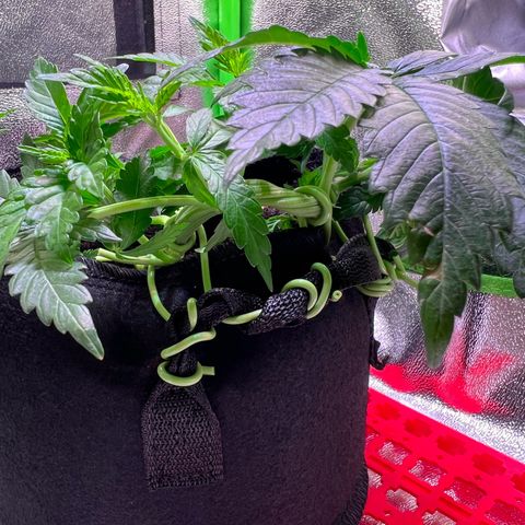 AK-420 #2 growlog timeline photo