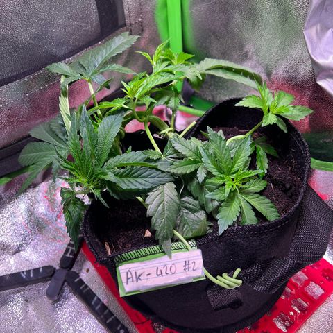 AK-420 #2 growlog timeline photo