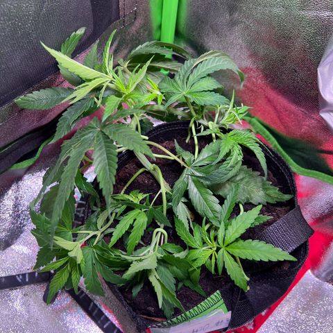 AK-420 #3 growlog timeline photo