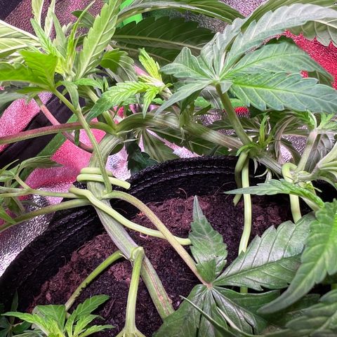 AK-420 #3 growlog timeline photo