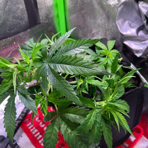 AK-420 #3 growlog timeline photo