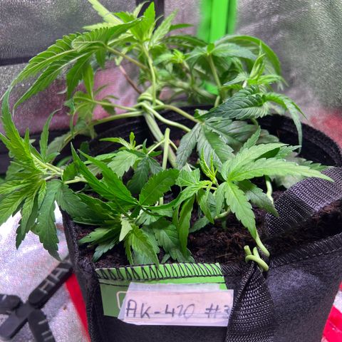 AK-420 #3 growlog timeline photo